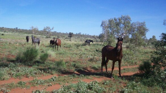 Regering NSW keurt afschieten wilde paarden goed