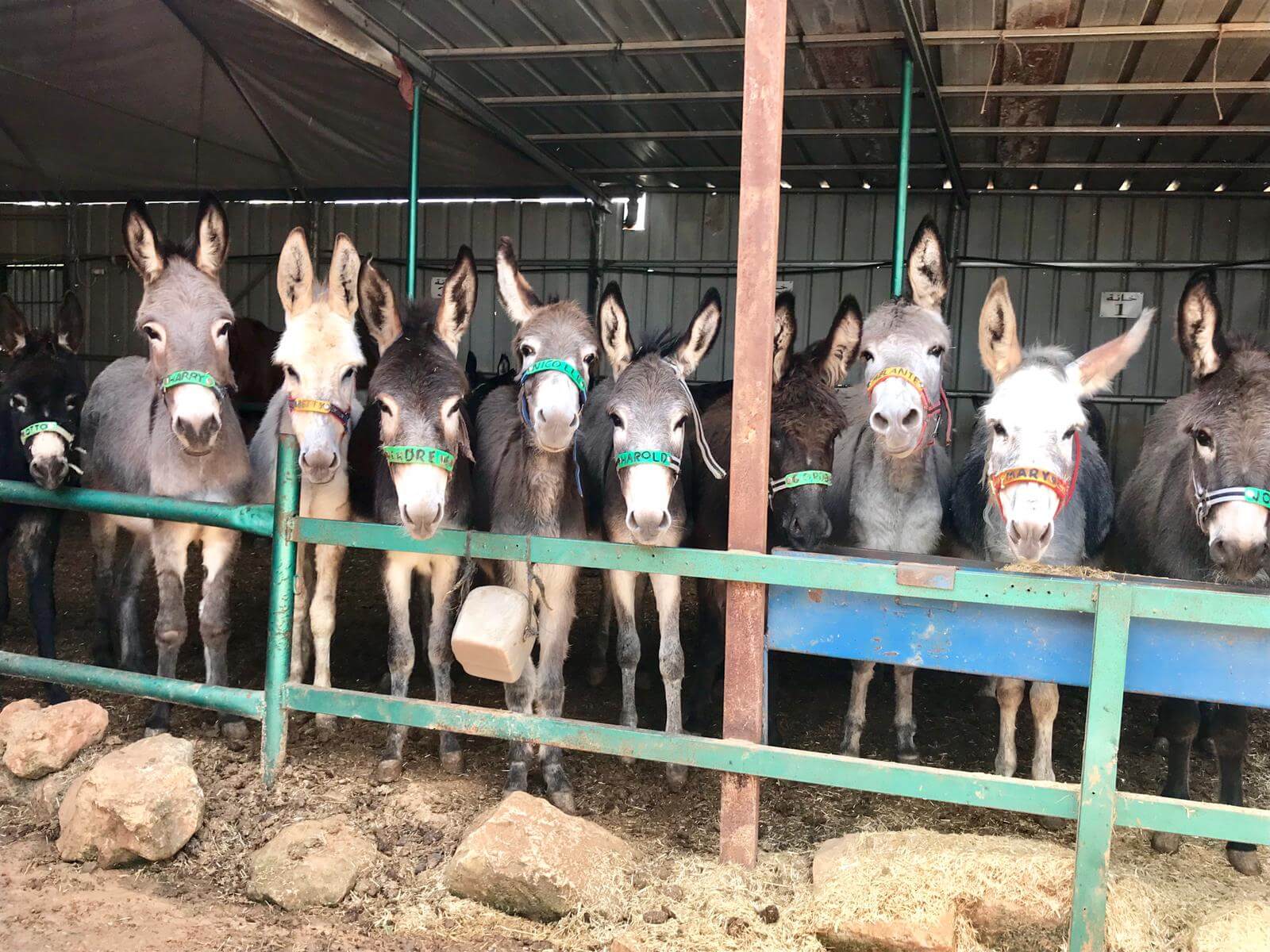 Ezelopvang Safe Haven for Donkeys