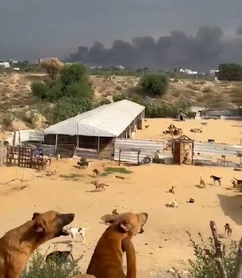 honden slachtoffer oorlog Gaza en Israël
