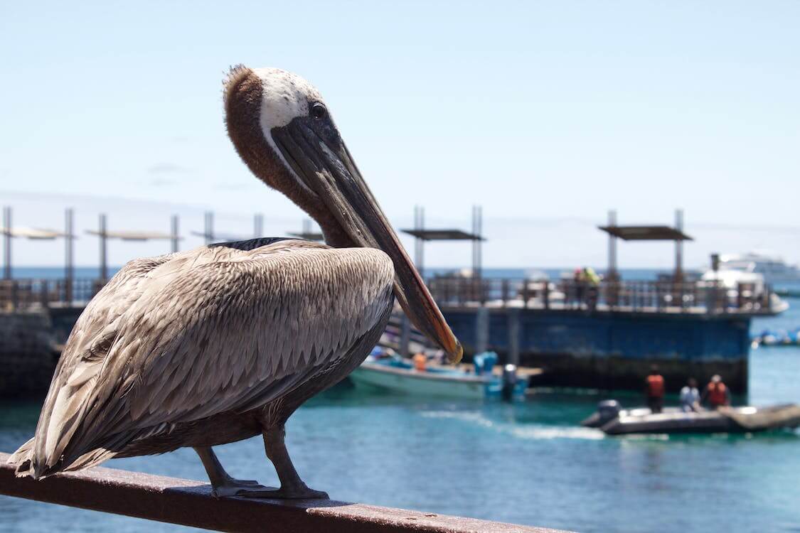 Toekomst dieren Galápagoseilanden bedreigd door vogelgriep