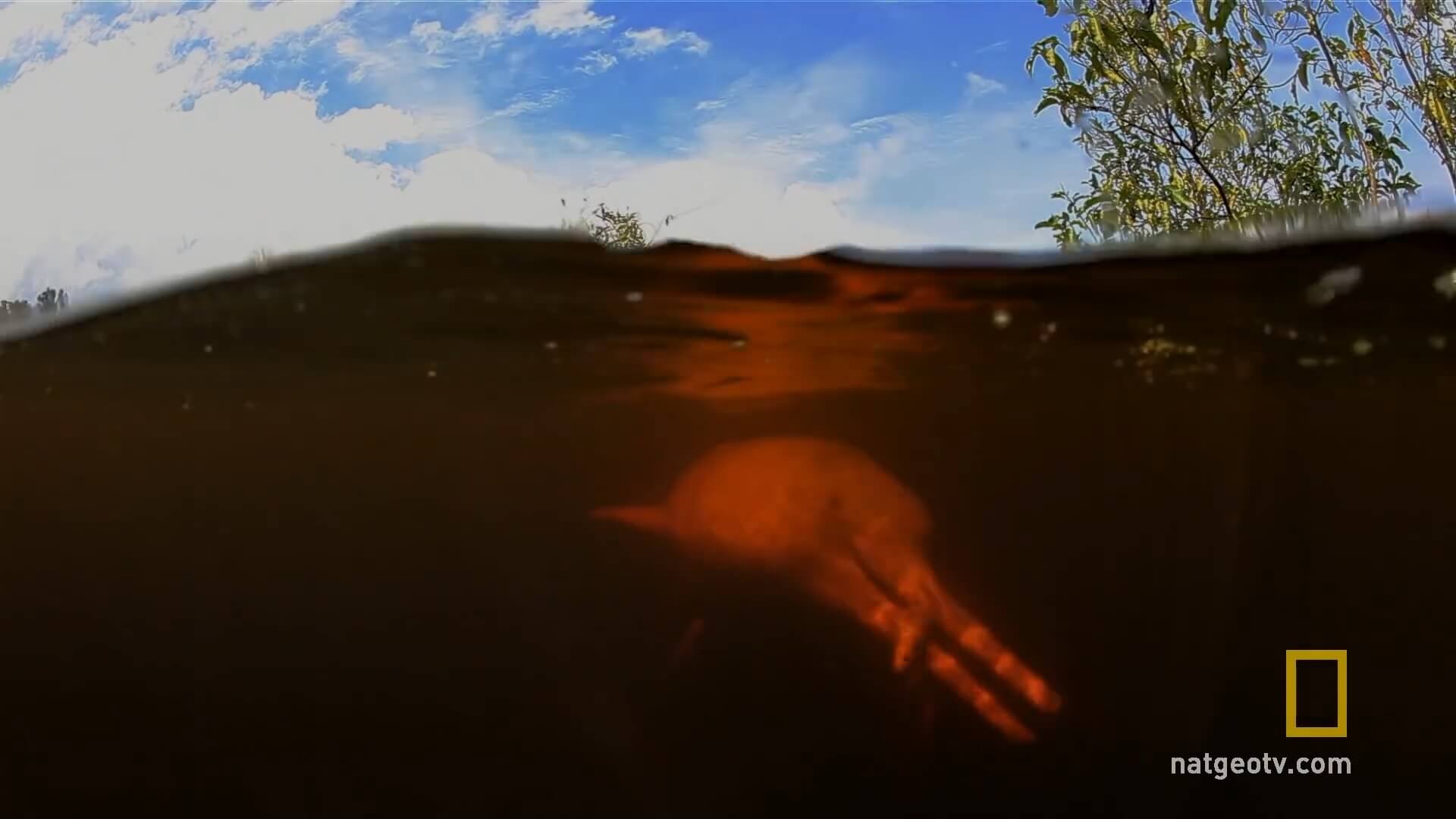 Honderden zeldzame roze rivierdolfijnen dood door hitte