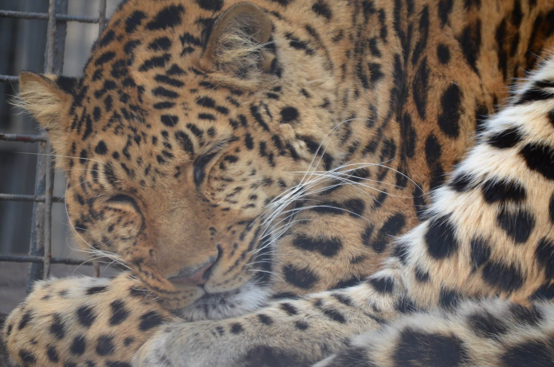 Jaguarwelp gered dankzij Amerikaanse Big Cat Public Safety Act