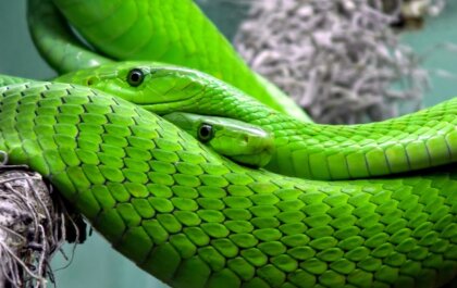 Groene mamba's