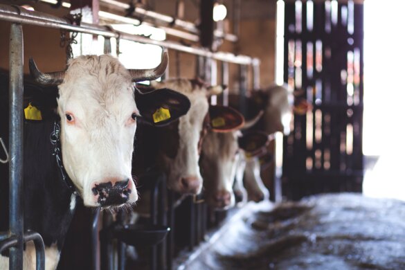 Aangebonden vee wordt verboden in Duitsland