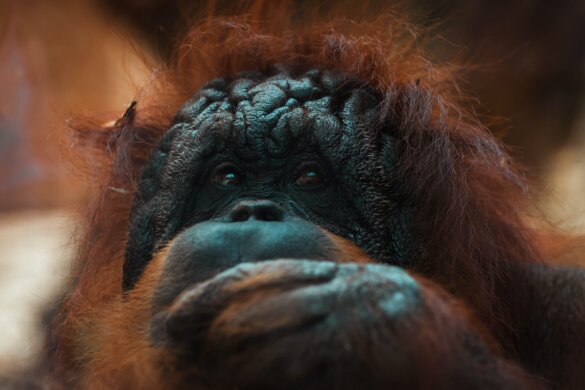 Nog altijd jacht op bedreigde orang-oetans
