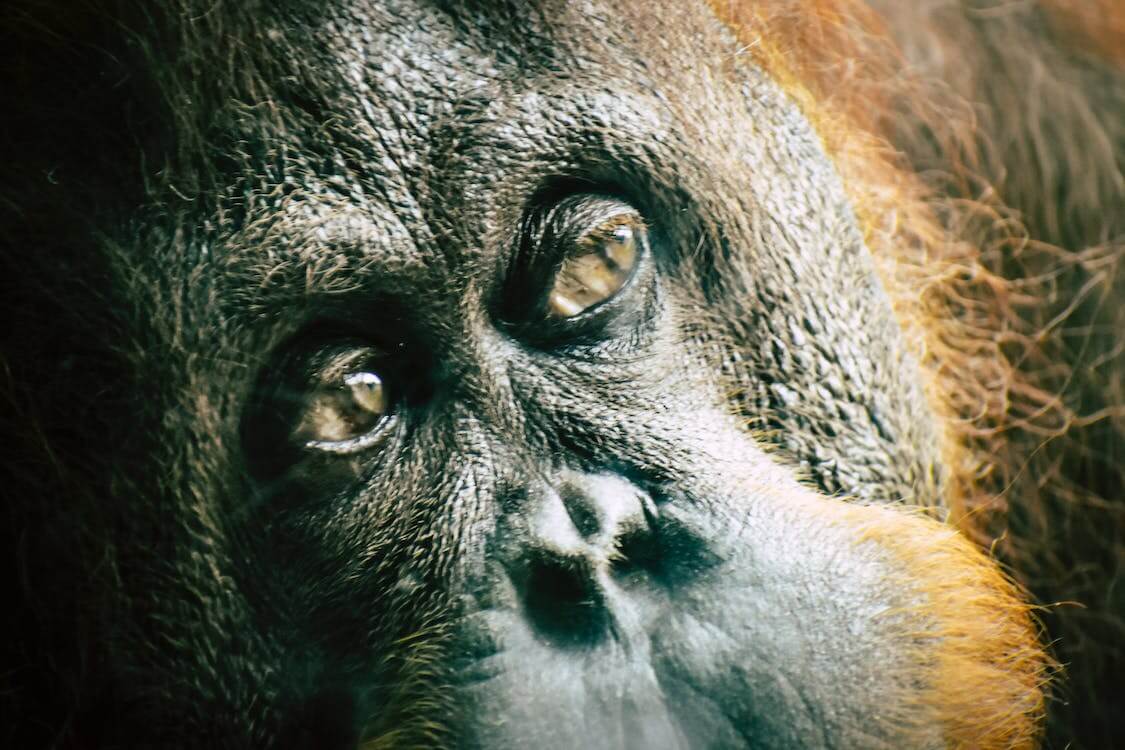 Masih memburu orangutan yang terancam punah