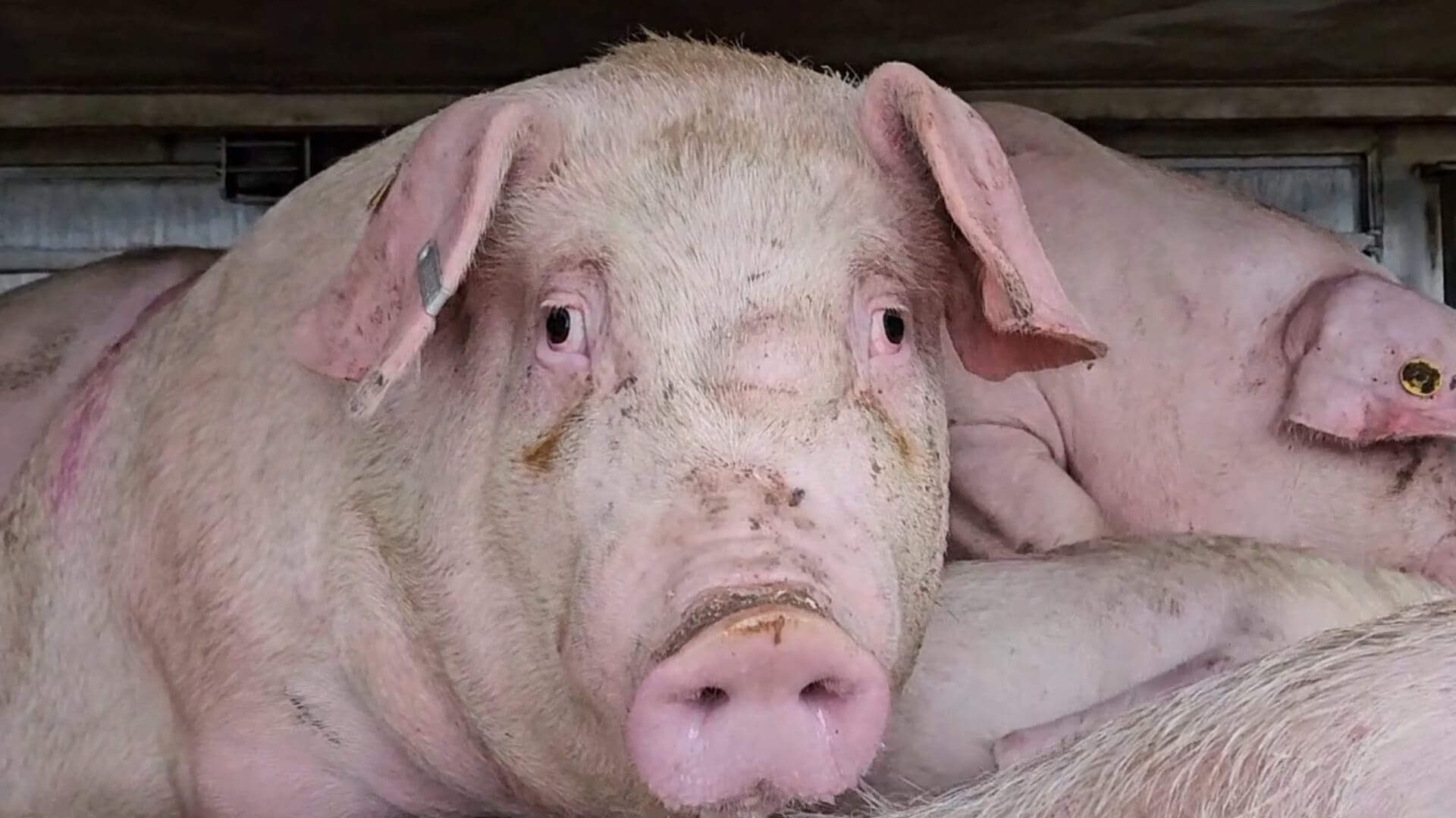 exporteur van varkensvlees