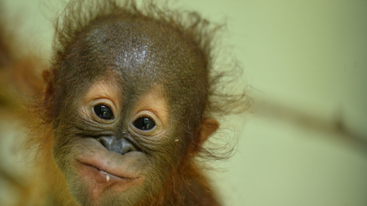 Harapi is te adopteren via Orangutan Project