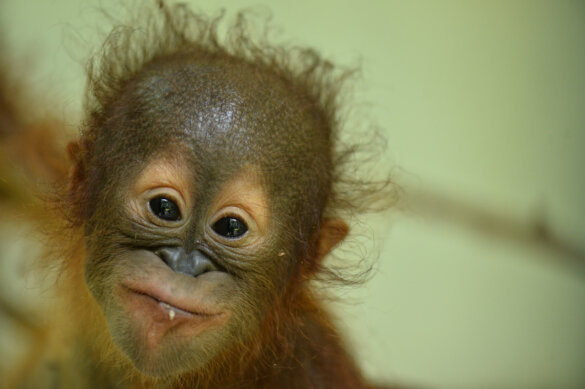 Harapi is te adopteren via Orangutan Project