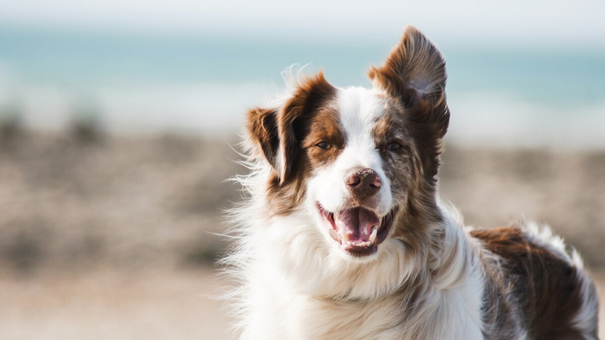 Blauwtongvirus bij hond in Nederland