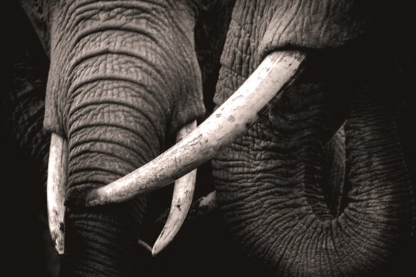 ivoor