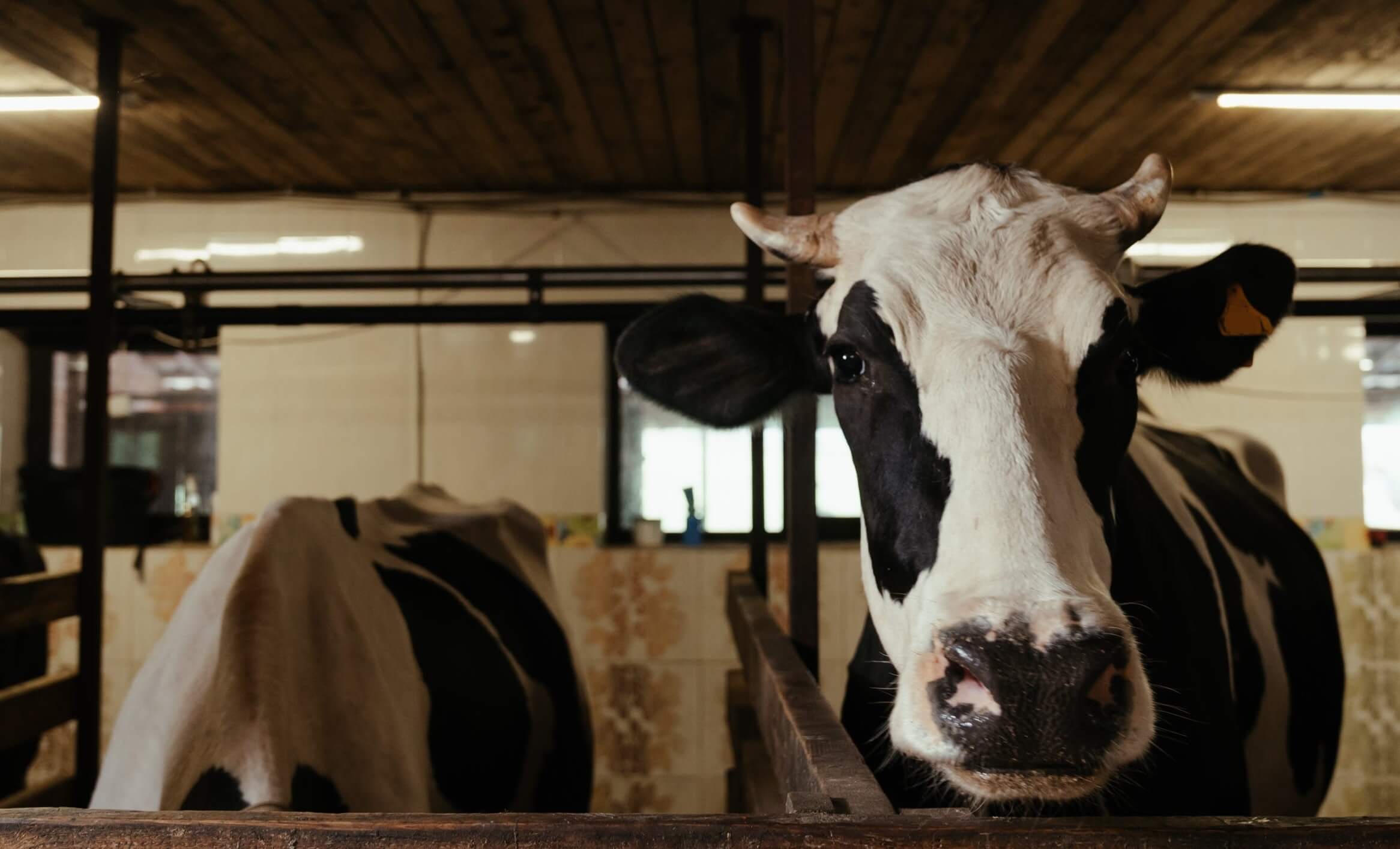 Koeien zo lang mogelijk wakker gehouden voor hogere melkproductie