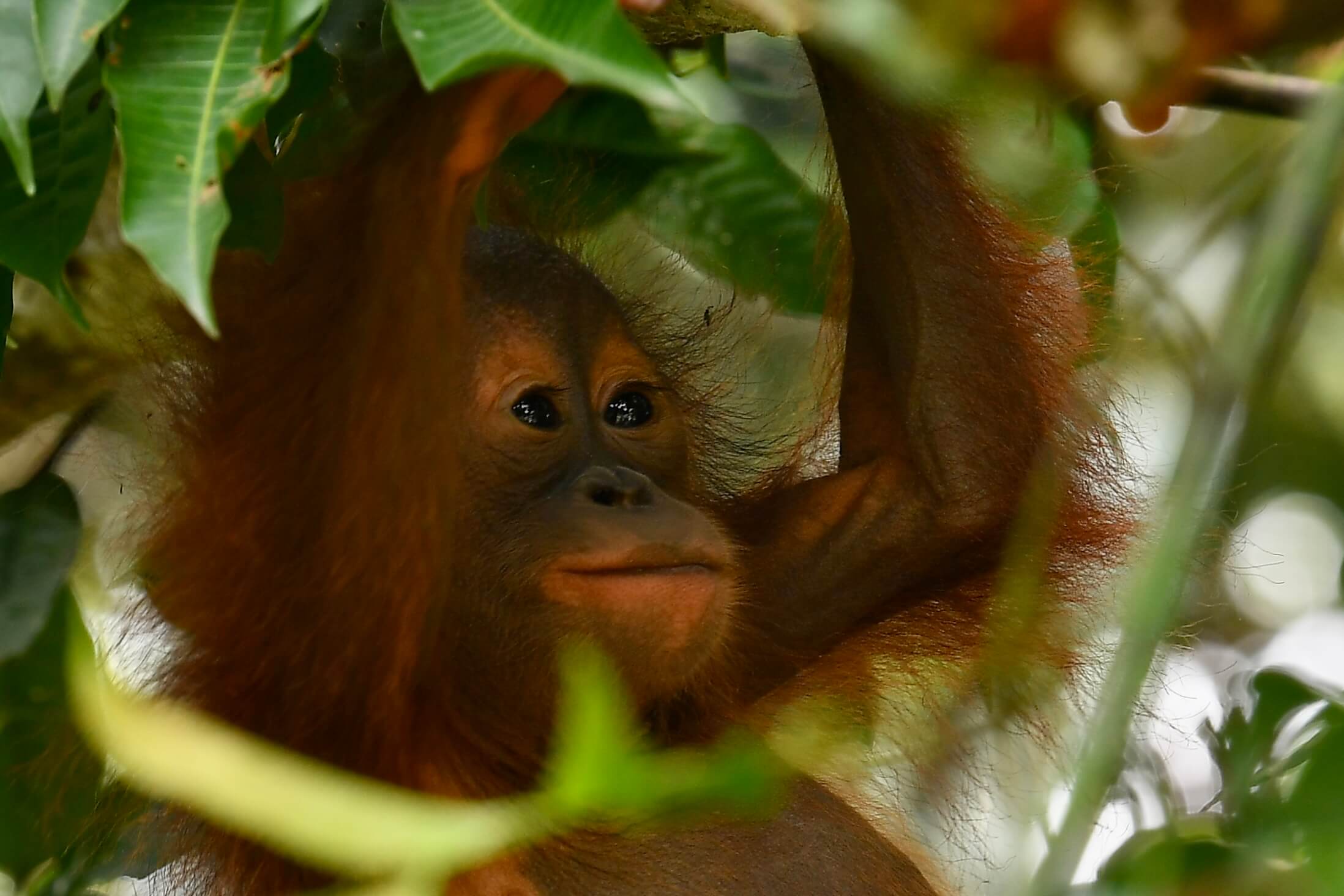 Jungle School voor orang-oetans