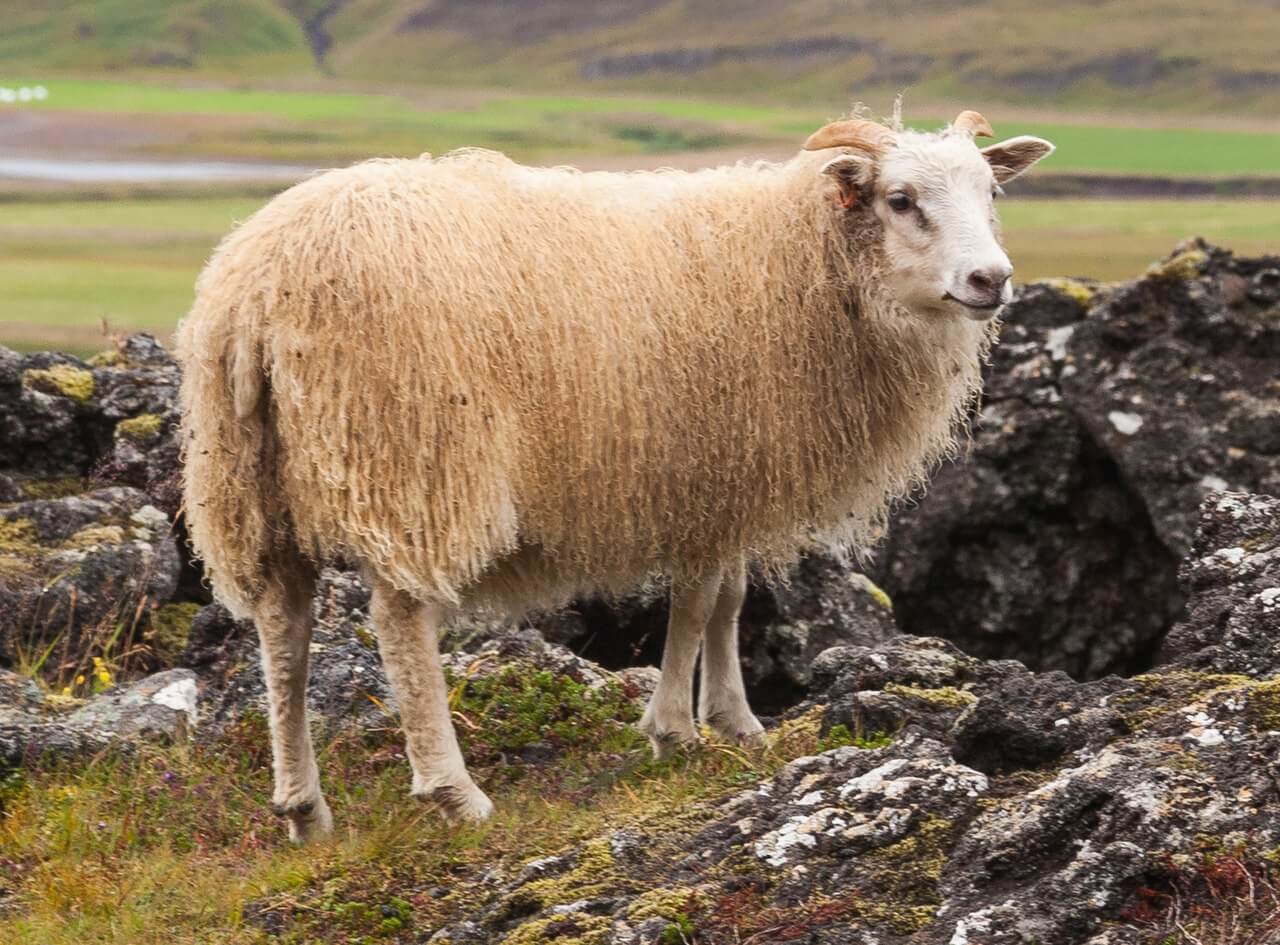 Reddingsoperatie voor schapen Grindavik na vulkaanuitbarsting