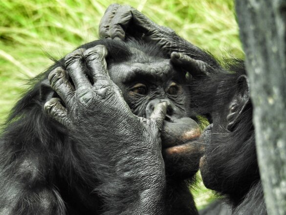 Chimpansees en bonobo's herkennen elkaar