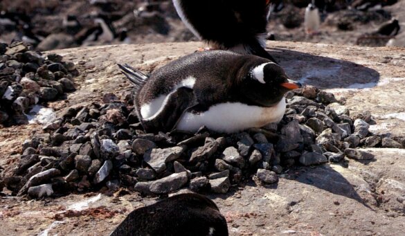 Ezelspinguïns sterven door vogelgriep nabij Antarctica