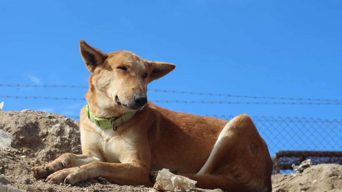 Oorlogsdieren in Gaza