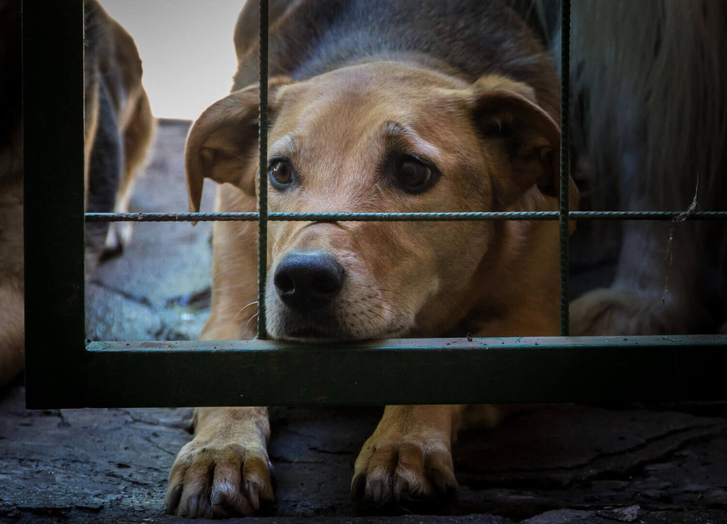 Definitief einde van de hondenvleesindustrie in Zuid-Korea