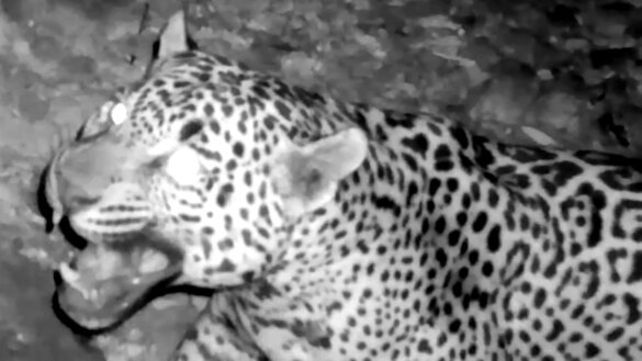 Achtste jaguar gespot in 30 jaar in Arizona