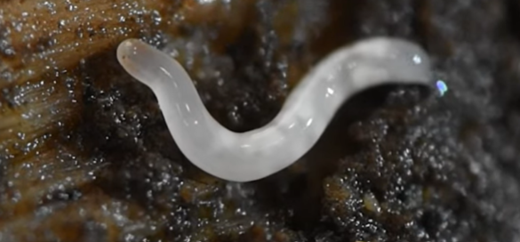 Tropische snoerworm bedreigt Nederlandse bodem