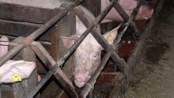 NVWA laat 900 varkens nogmaals stikken