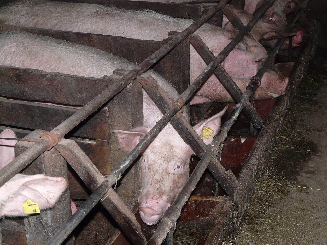 NVWA laat 900 varkens nogmaals stikken
