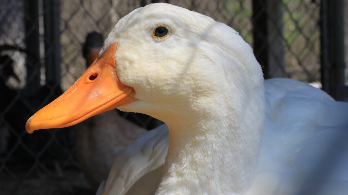 Gevaccineerde eenden in Frankrijk toch afgemaakt om vogelgriep