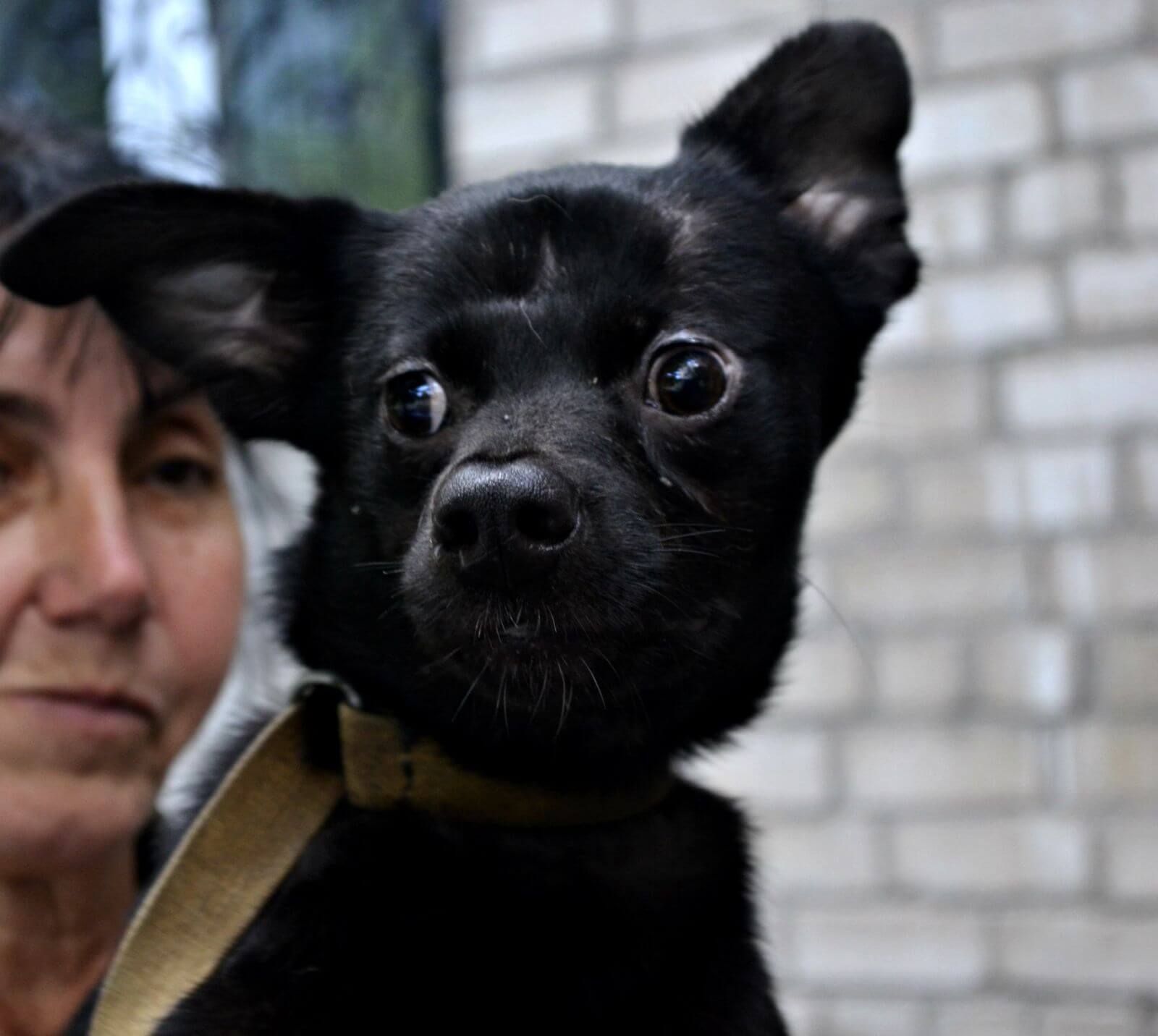 Adopteer een dier in Oekraïne