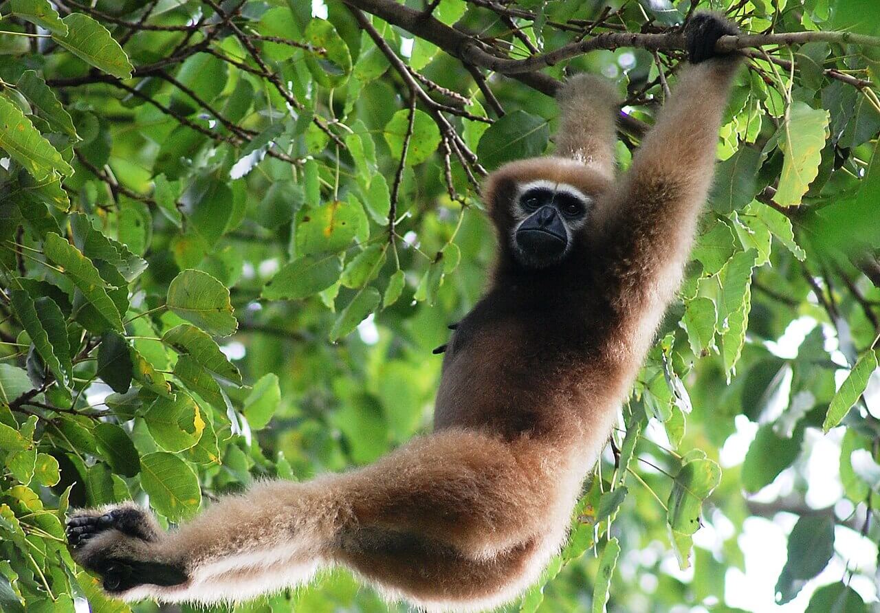 Bijna uitgestorven Skywalker gibbons in Myanmar ontdekt