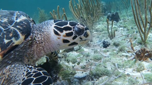 Nieuwe nesten bij Cambodja sprankje hoop voor zeeschildpadden
