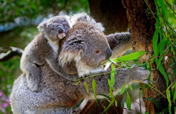 koala in Australie