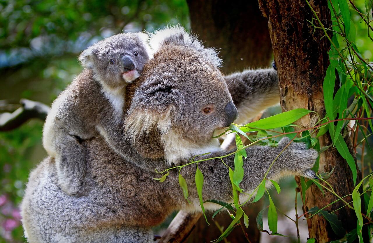 kolenmijn bedreigt koala in Australie