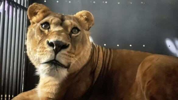 Drie leeuwen uit Oekraïne overgebracht naar Frans dierenpark