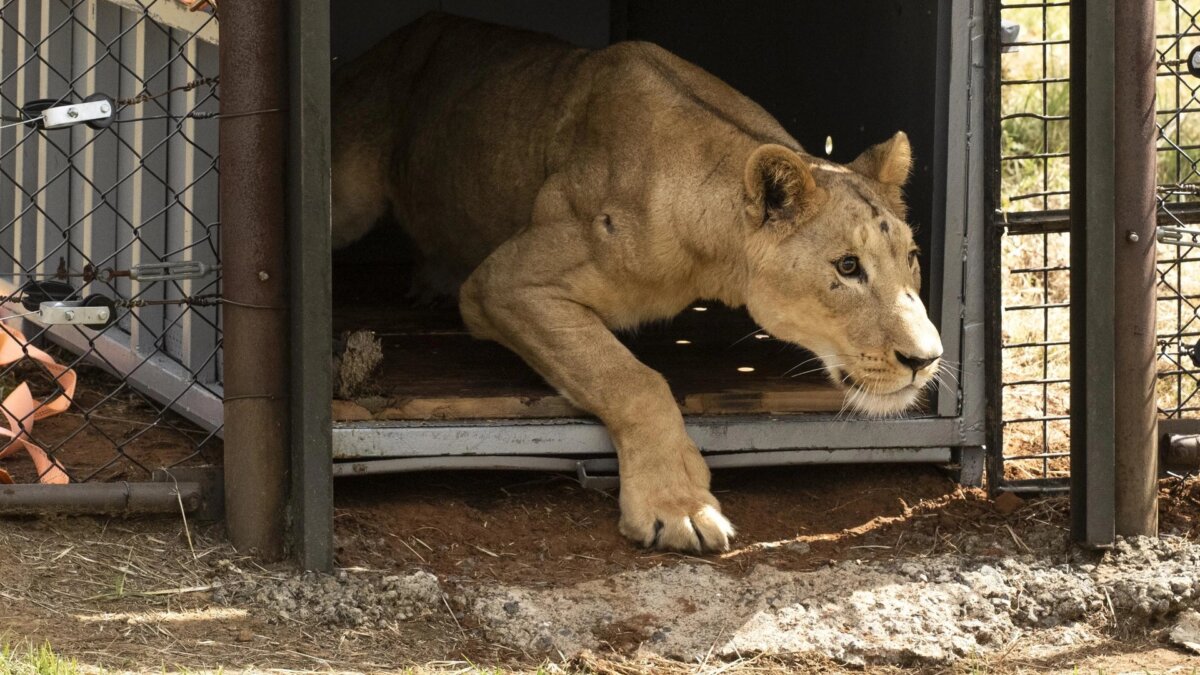 Elf leeuwen gered uit Soedan vinden waar paradijs in Zuid-Afrika