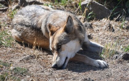 Cursus wolf afschieten voor jagers in de maak