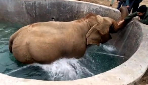 Phoolkali geniet van spa in eerste olifantenziekenhuis India