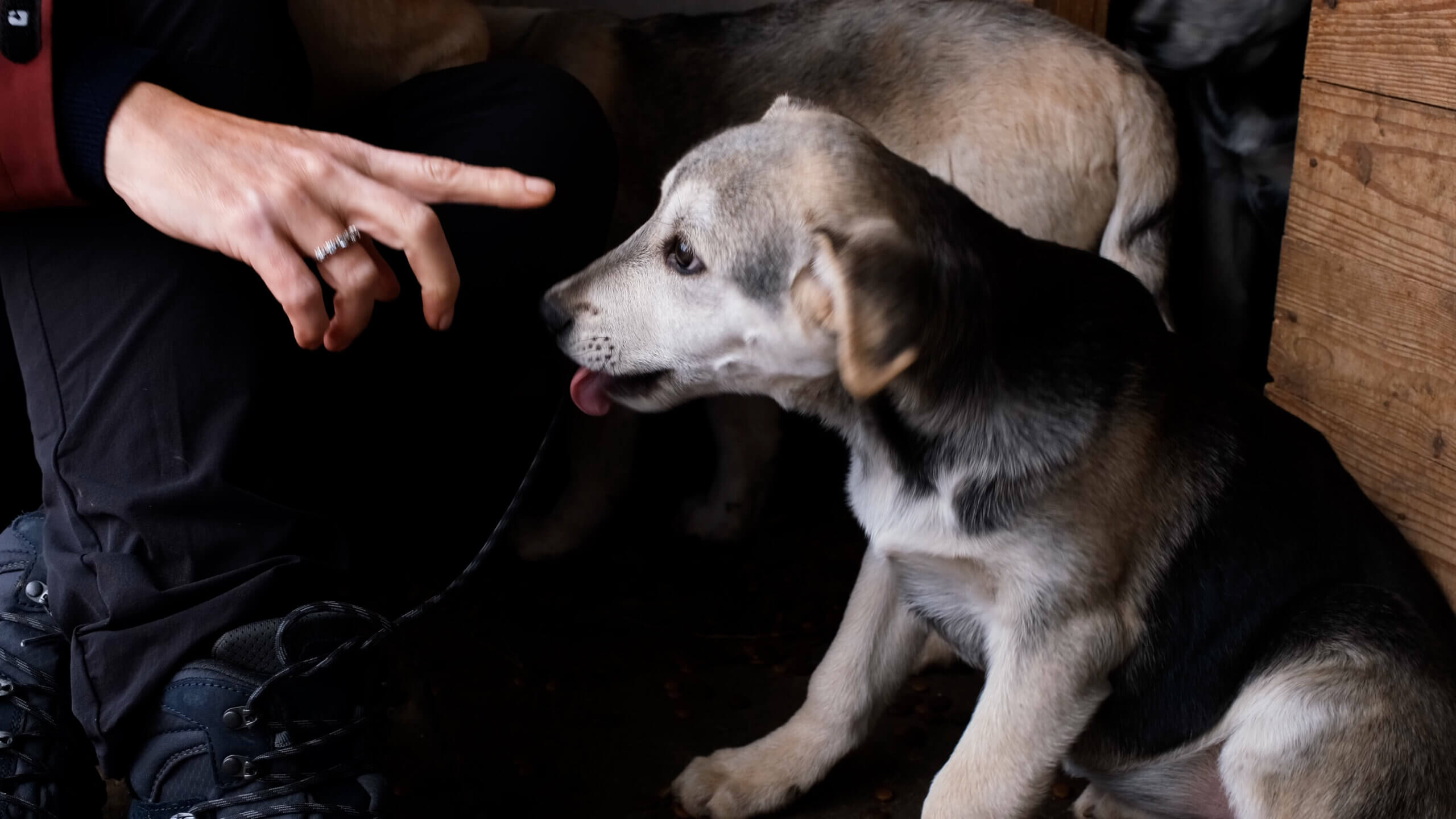 Adopteer een dier in Oekraïne Elke hond een verhaal bij The City of Dogs