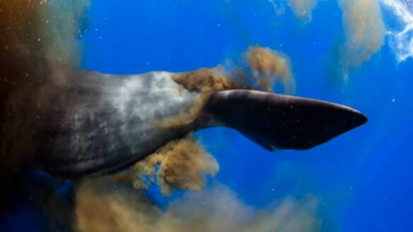 Potvissen laten orka’s een poepie ruiken