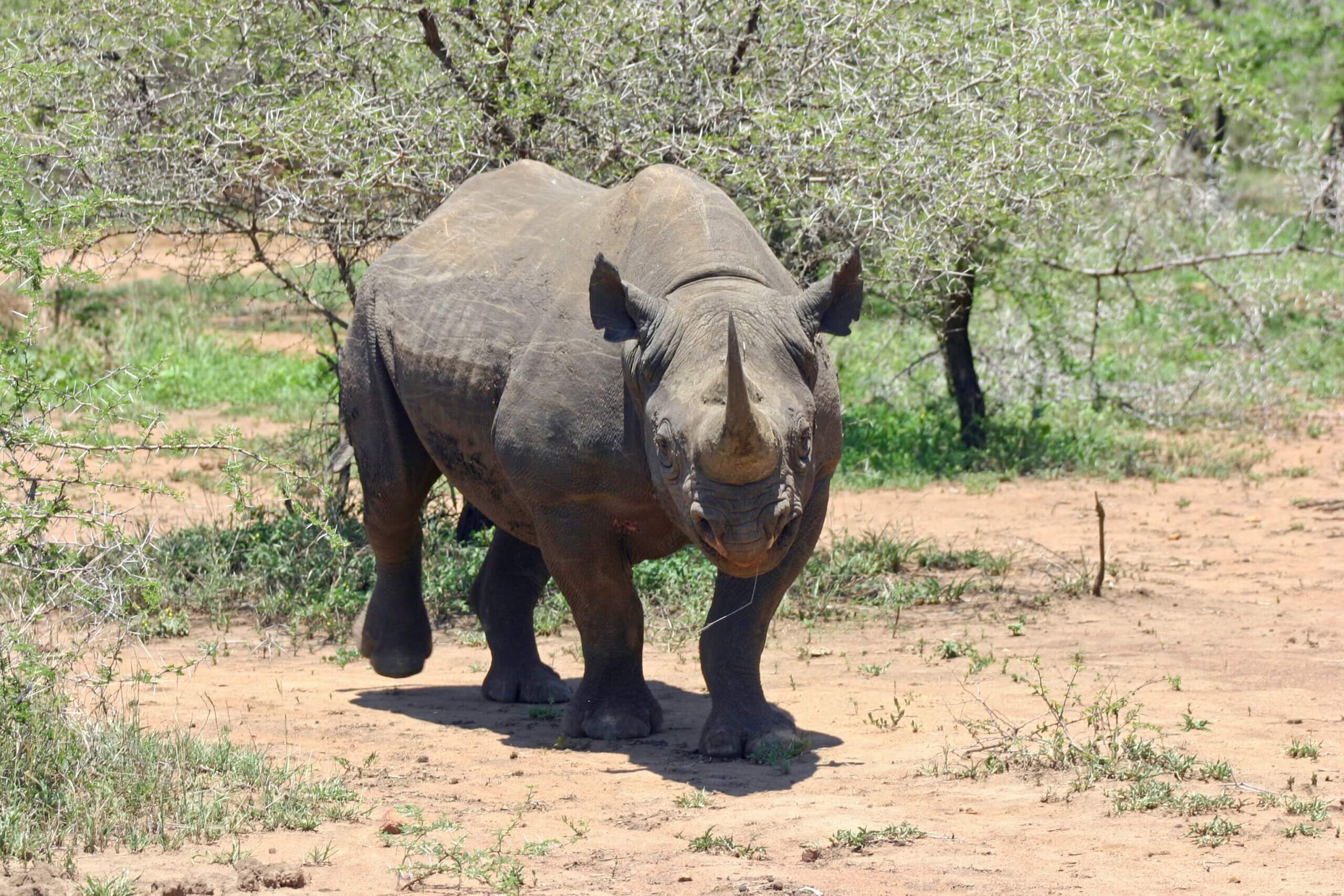 Zwarte neushoorns na 50 jaar terug in Loisaba Conservancy in Kenia