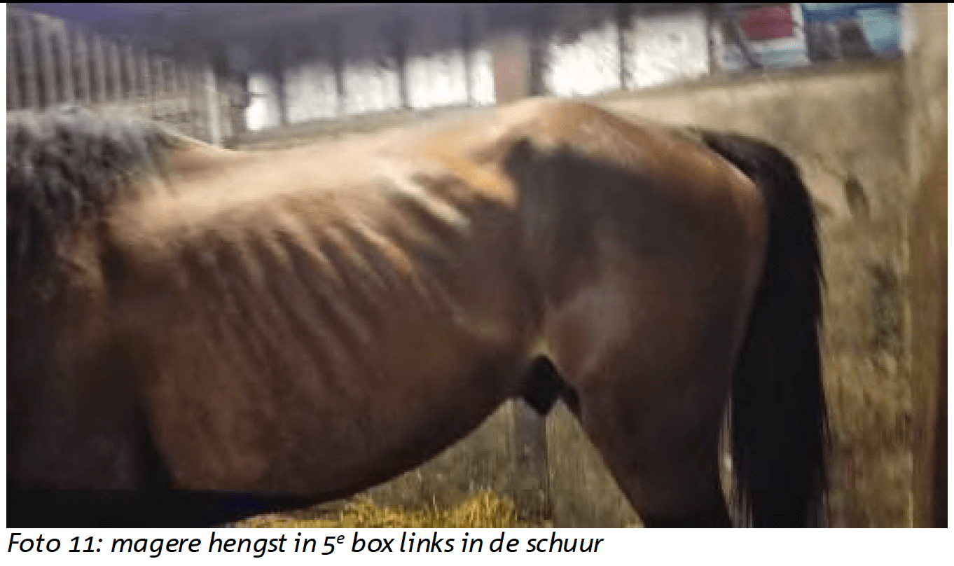 mager paard bij Bert’s Animal Verhuur