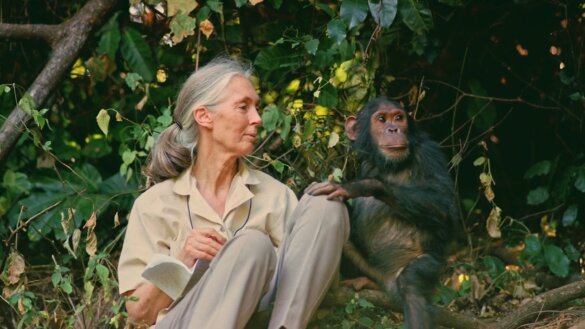 Levende legende Jane Goodall viert 90e verjaardag
