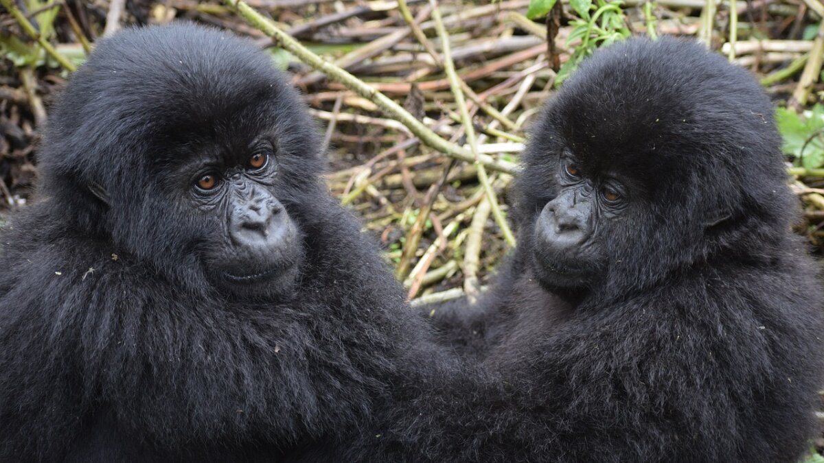 gorilla's slaan op de borst