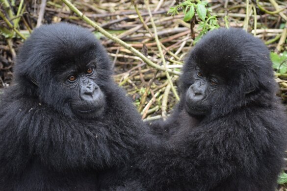 gorilla's slaan op de borst