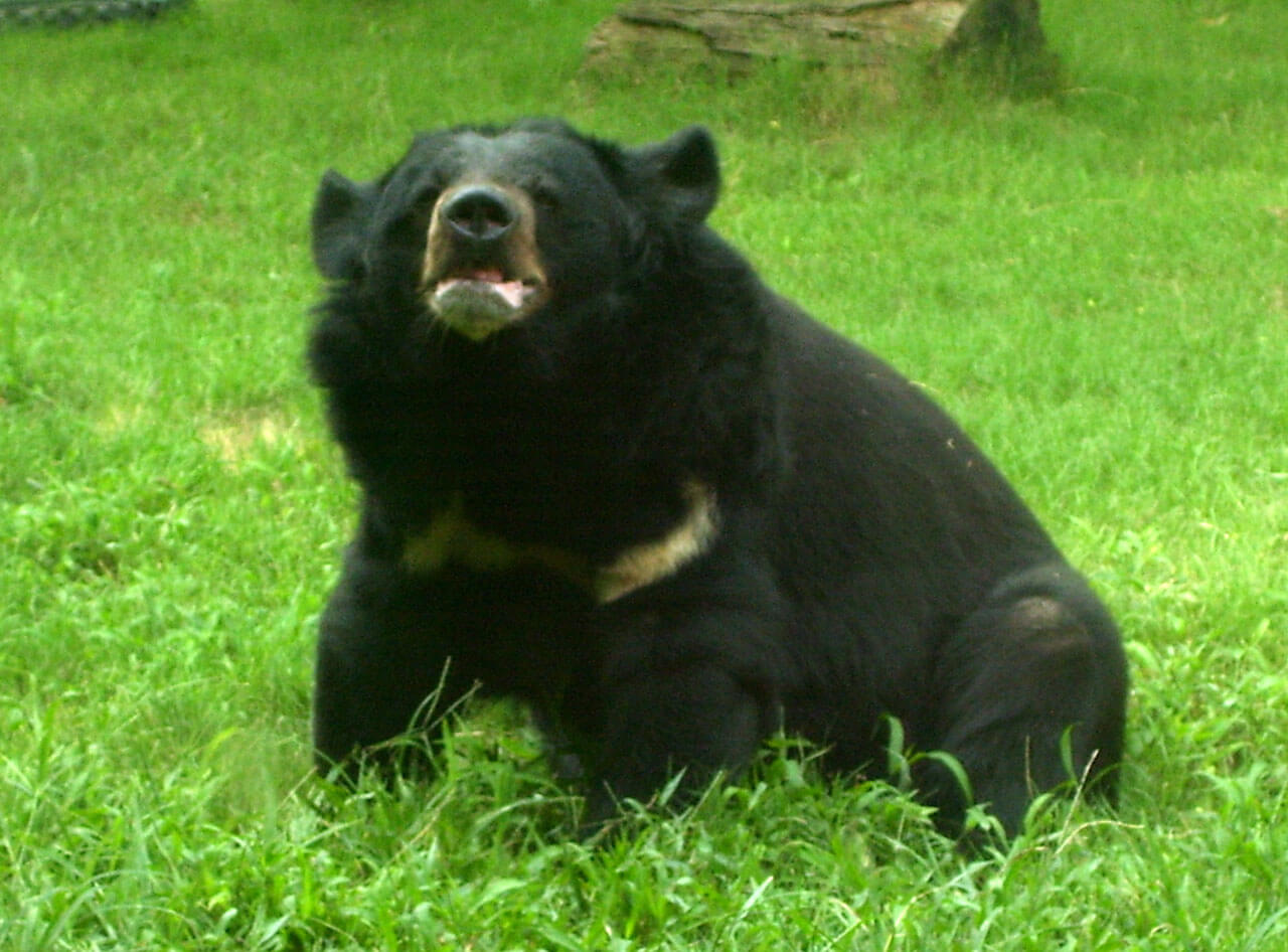 Drie Aziatische zwarte beren gered uit beruchte galboerderijen Vietnam