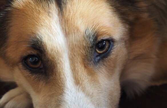 Tien honden dood in luxe hondenpension Woudenberg