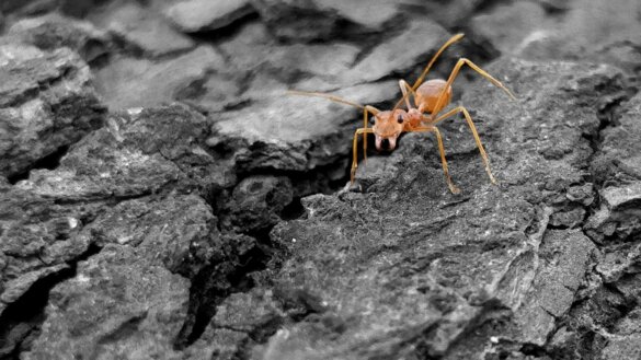 Mieren door klimaatverandering verdreven uit leefgebied