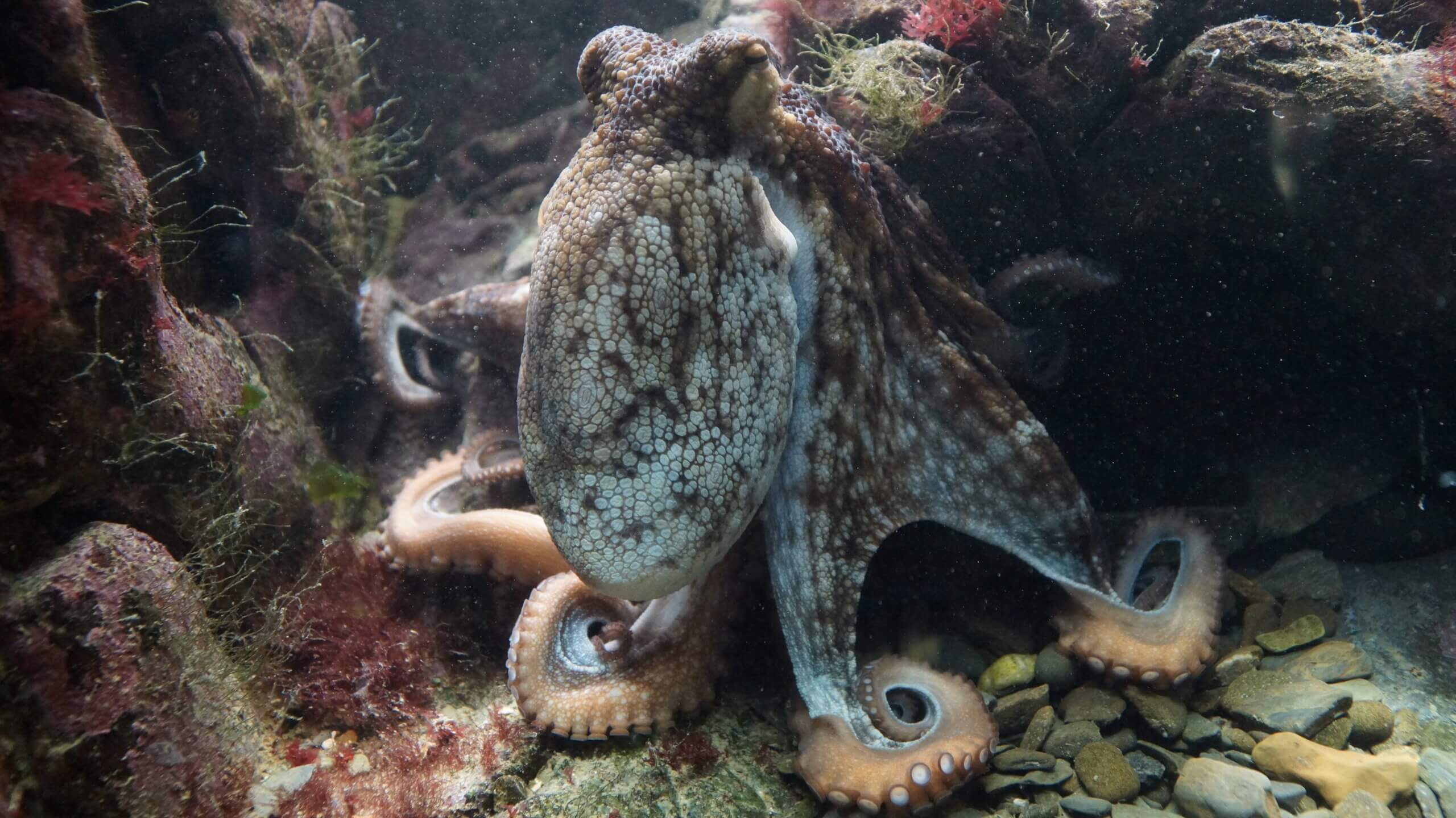 Waarom gekweekte octopussen zullen lijden