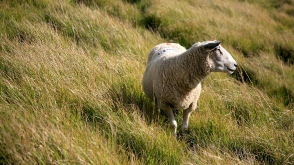 Versnelde vaccinatie schapen tegen blauwtong