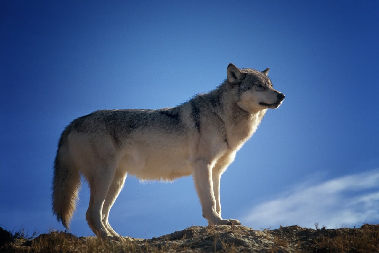 Voor het eerst in acht jaar weer wolven in Nevada