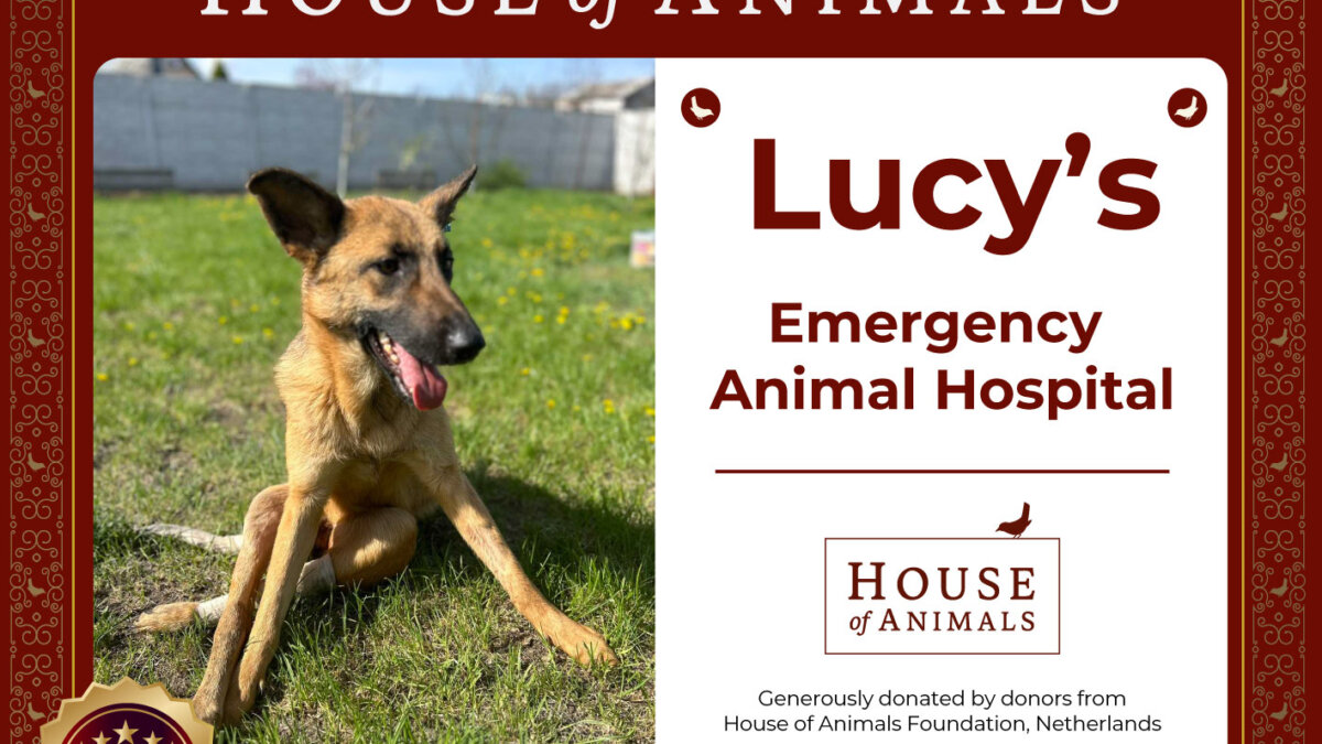 Lucy's Emergency Animal Hospital